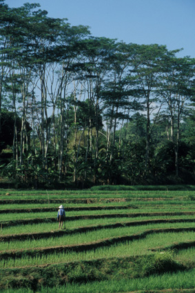 Rice field (Gunung Pati)