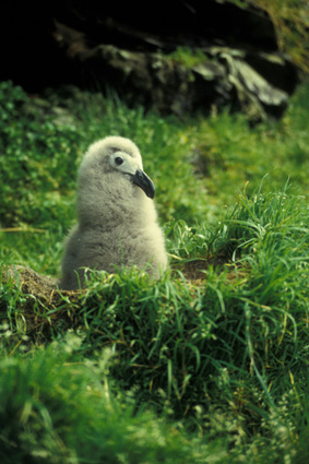 Sootie albatros chick