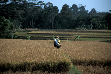 Rice field (Boja)