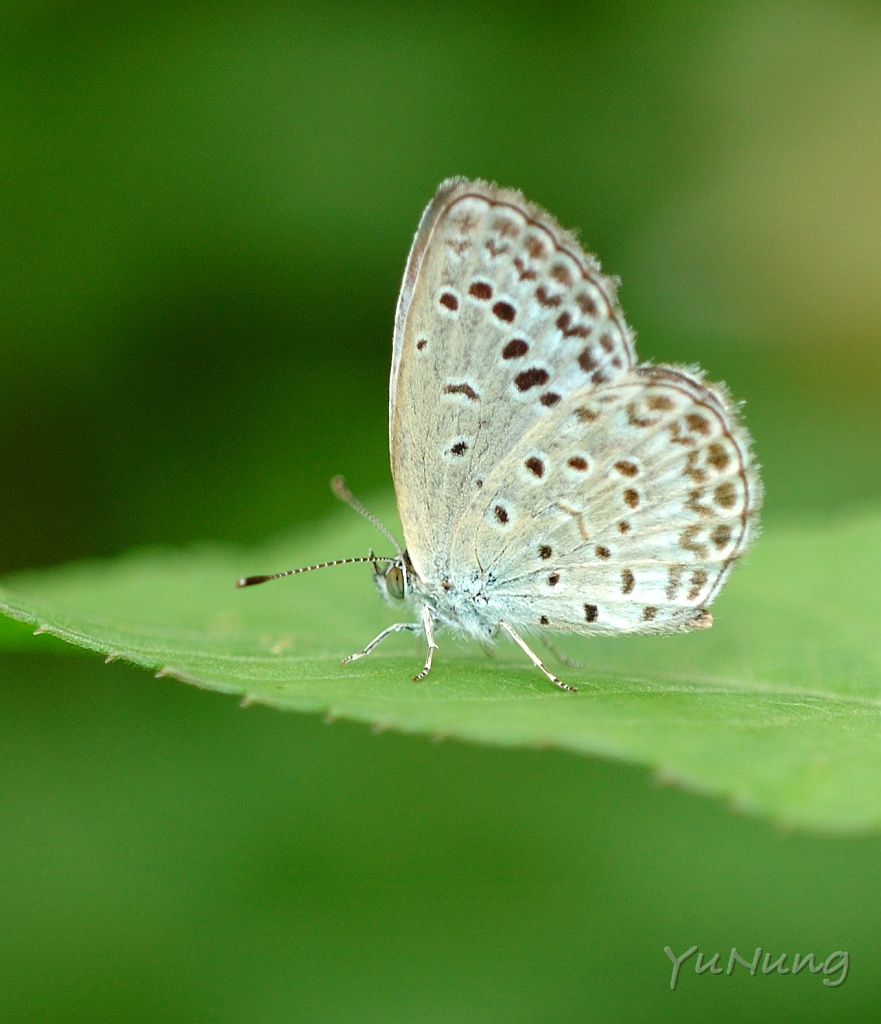 01-20-1DSC_3089-1.jpg - 沖繩小灰蝶 Zizeeria maha