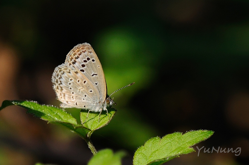 01-20-2-D3B_3759.jpg - 沖繩小灰蝶 Zizeeria maha