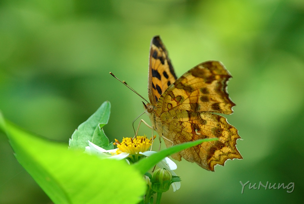 06-20-2-DSD_0003.jpg - 黃蛺蝶 Polygonia c-aureum
