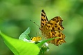 06-20-2-DSD_0003